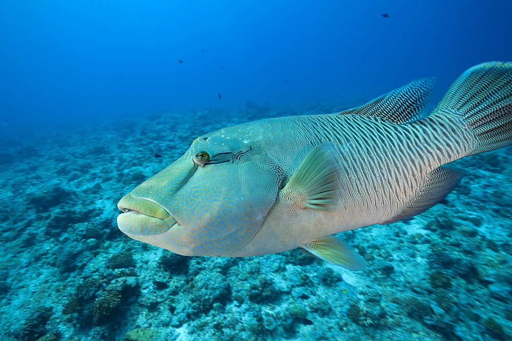 Humpback Wrasse, Cheilinus undulatus, Blue Corner, Micronesia, Palau