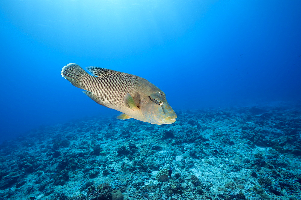 Humpback Wrasse, Cheilinus undulatus, Blue Corner, Micronesia, Palau