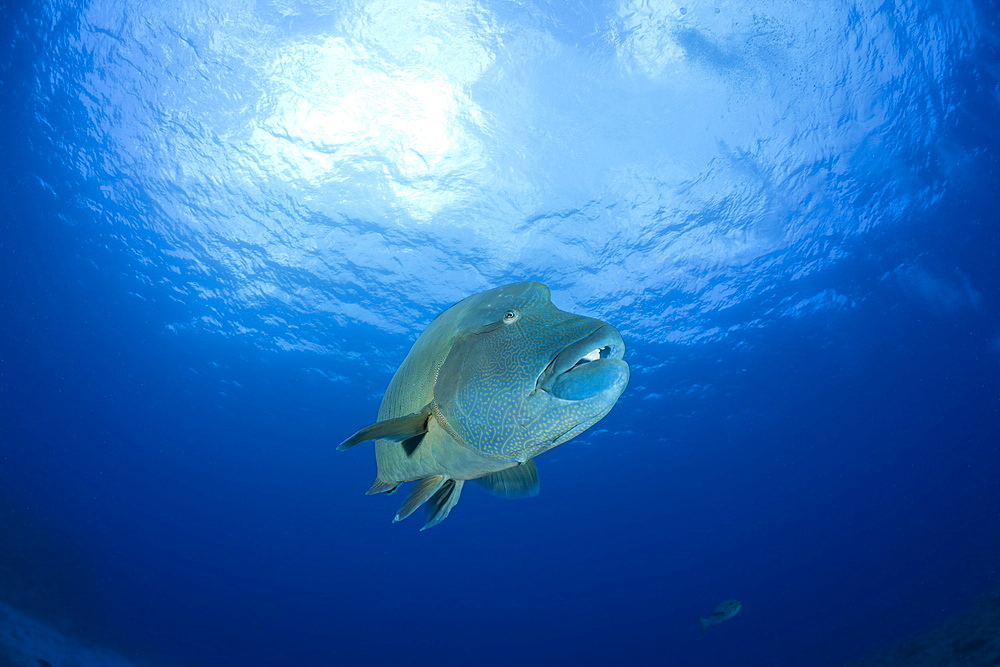 Humpback Wrasse, Cheilinus undulatus, Blue Corner, Micronesia, Palau