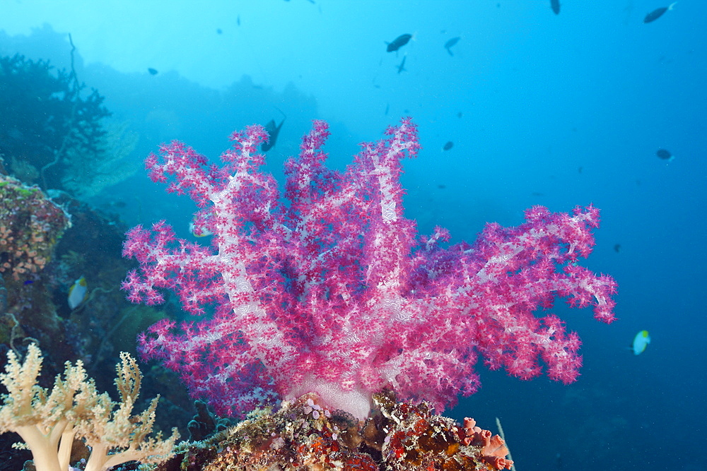 Pink Soft Coral, Dendronephthya, Peleliu Wall, Micronesia, Palau