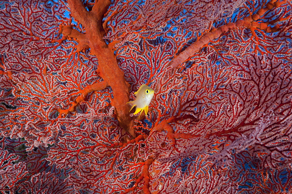 Golden Damsel and Sea Fan, Amblyglyphidodon aureus, Peleliu Wall, Micronesia, Palau