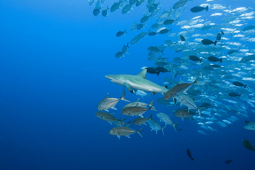 Jackfishes edge Grey Reef Shark, Carcharhinus amblyrhynchos, Blue Corner, Micronesia, Palau