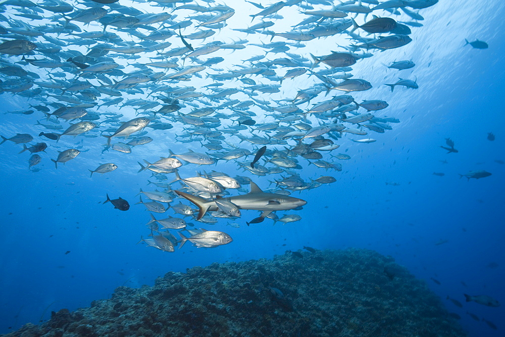 Jackfishes edge Grey Reef Shark, Carcharhinus amblyrhynchos, Blue Corner, Micronesia, Palau