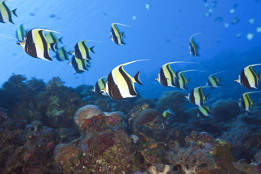 Pennant Bannerfish, Heniochus diphreutes, Blue Corner, Micronesia, Palau