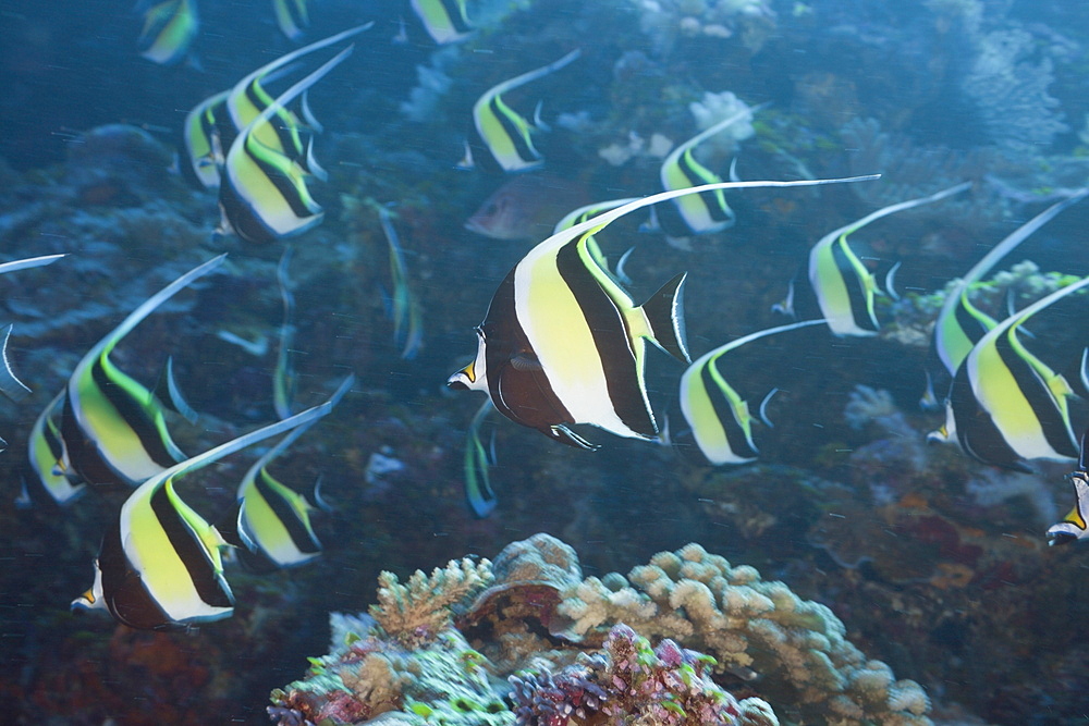 Pennant Bannerfish, Heniochus diphreutes, Blue Corner, Micronesia, Palau