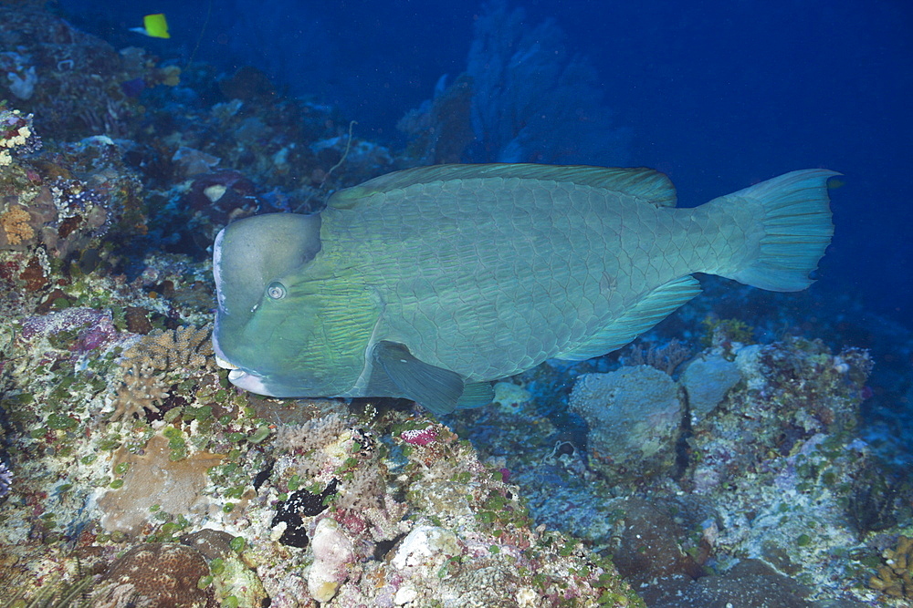 Bumphead Parrotfish, Bolbometopon muricatum, Blue Corner, Micronesia, Palau