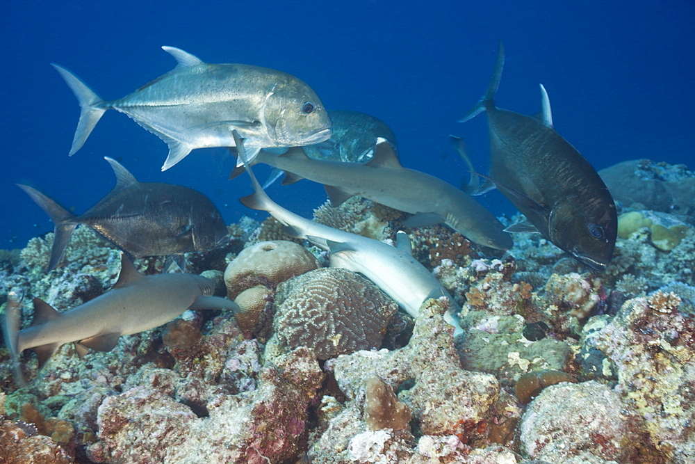 Sharks and Giant Trevally hunting together, Triaenodon obesus, Caranx ignobilis, Blue Corner, Micronesia, Palau