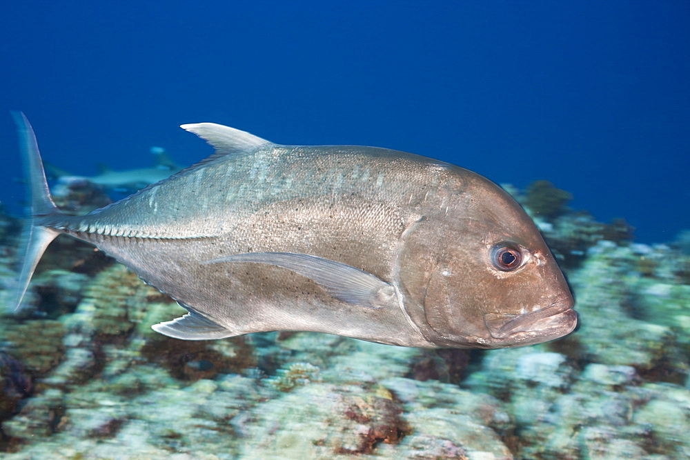 Giant Trevally, Caranx ignobilis, Blue Corner, Micronesia, Palau