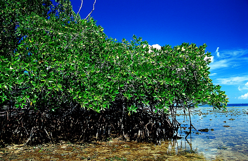 Mangroves island, Papua New Guinea, Neu Irland, New Ireland