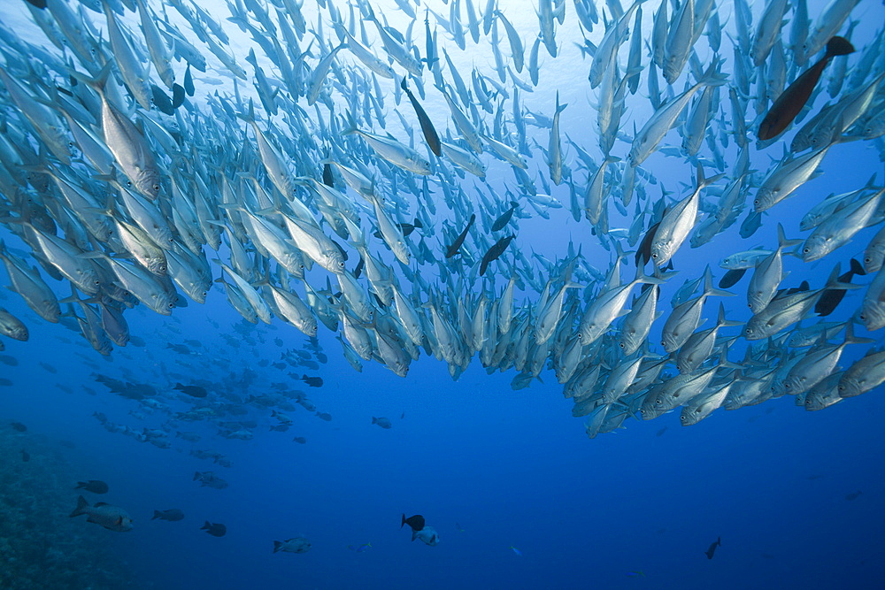 Bigeye Trevally schooling, Caranx sexfasciatus, Blue Corner, Micronesia, Palau