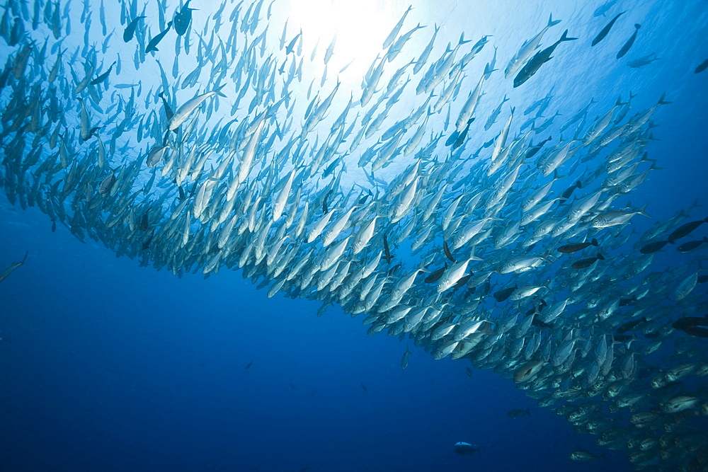 Bigeye Trevally schooling, Caranx sexfasciatus, Blue Corner, Micronesia, Palau