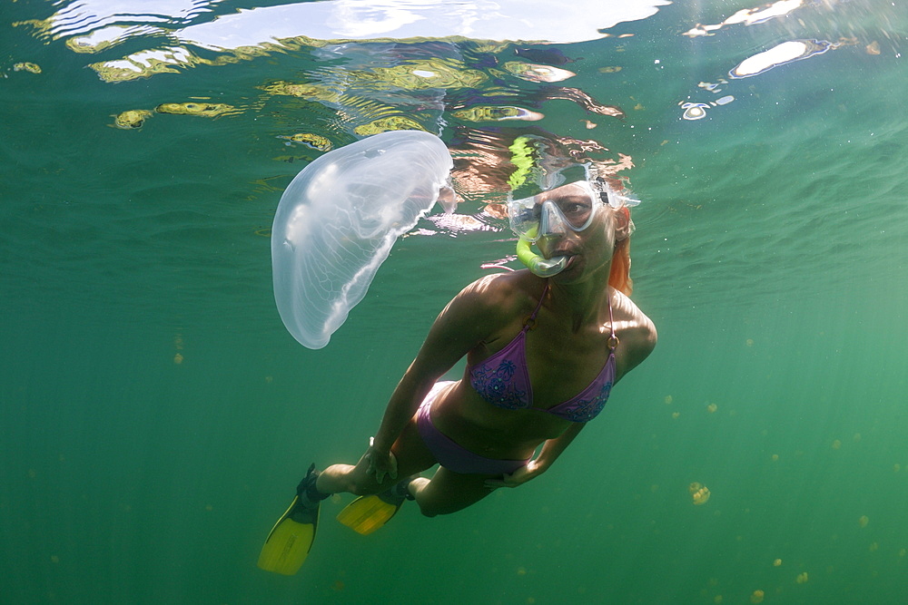 Moon Jellyfish and Skin Diver, Aurita aurita, Jellyfish Lake, Micronesia, Palau