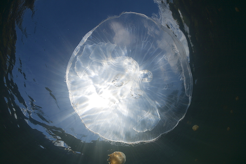 Moon Jellyfish with Backlight, Aurita aurita, Jellyfish Lake, Micronesia, Palau