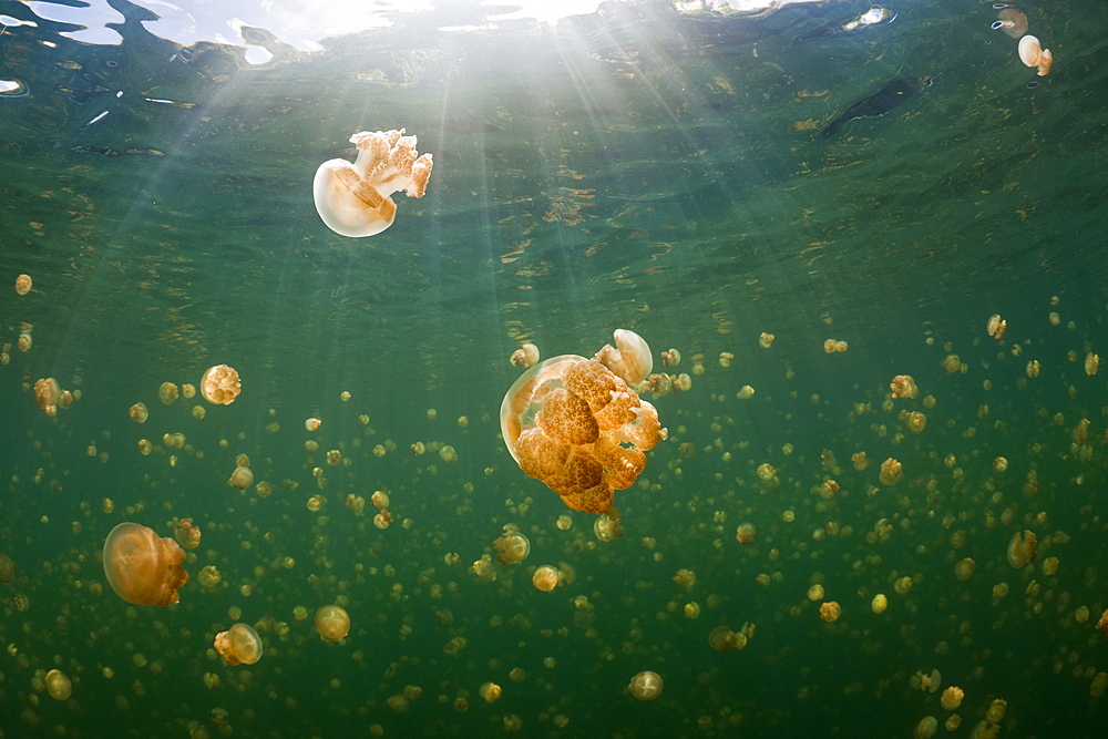 Mastigias Jellyfish in Jellyfish Lake, Mastigias papua etpisonii, Jellyfish Lake, Micronesia, Palau