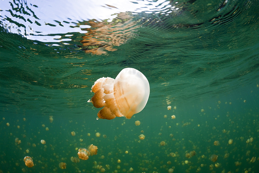 Mastigias Jellyfish in Jellyfish Lake, Mastigias papua etpisonii, Jellyfish Lake, Micronesia, Palau