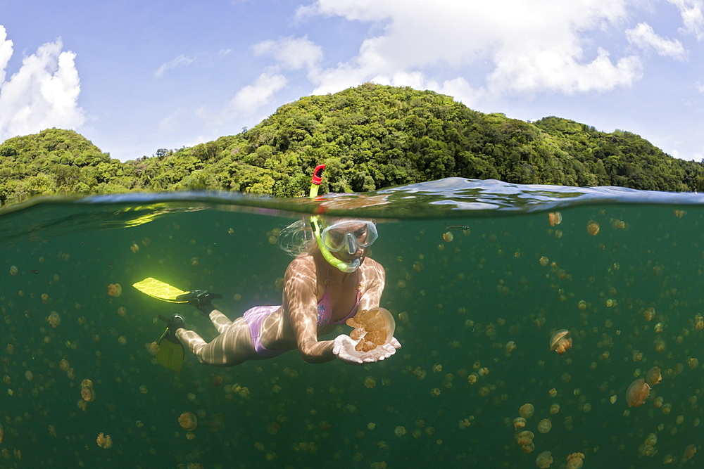 Skin Diving with harmless Jellyfish, Mastigias papua etpisonii, Jellyfish Lake, Micronesia, Palau