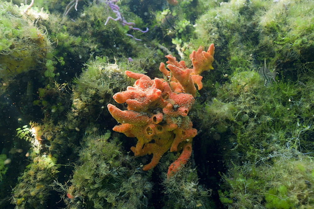 Sponge in Jellyfish Lake, Jellyfish Lake, Micronesia, Palau