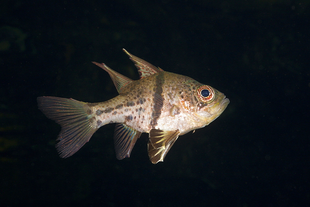 Orbiculated Cardinalfish, Sphaeramia orbicularis, Jellyfish Lake, Micronesia, Palau