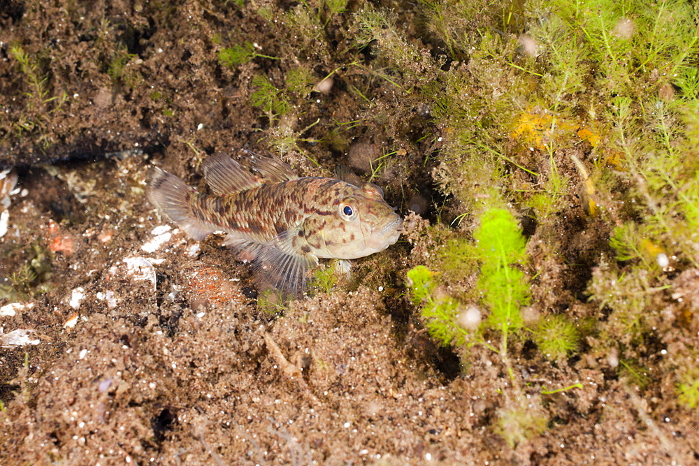 Endemic Goby in Jellyfish Lake, Jellyfish Lake, Micronesia, Palau