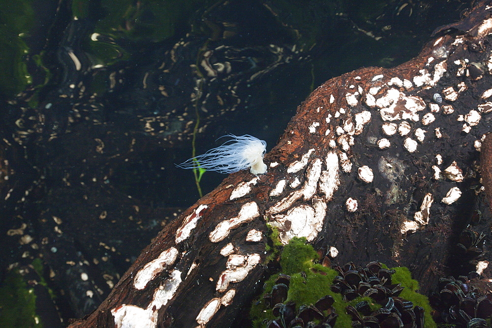 Anemone in Mangroves, Entacmaea medusivora, Jellyfish Lake, Micronesia, Palau