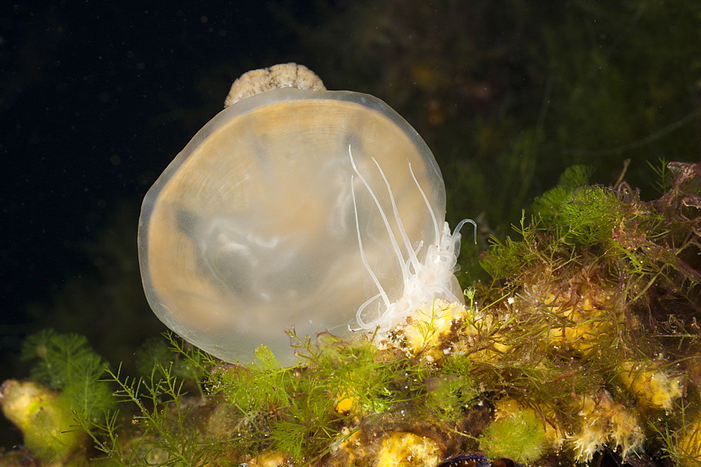 Anemone feed Jellyfish, Entacmaea medusivora, Mastigias papua etpisonii, Jellyfish Lake, Micronesia, Palau