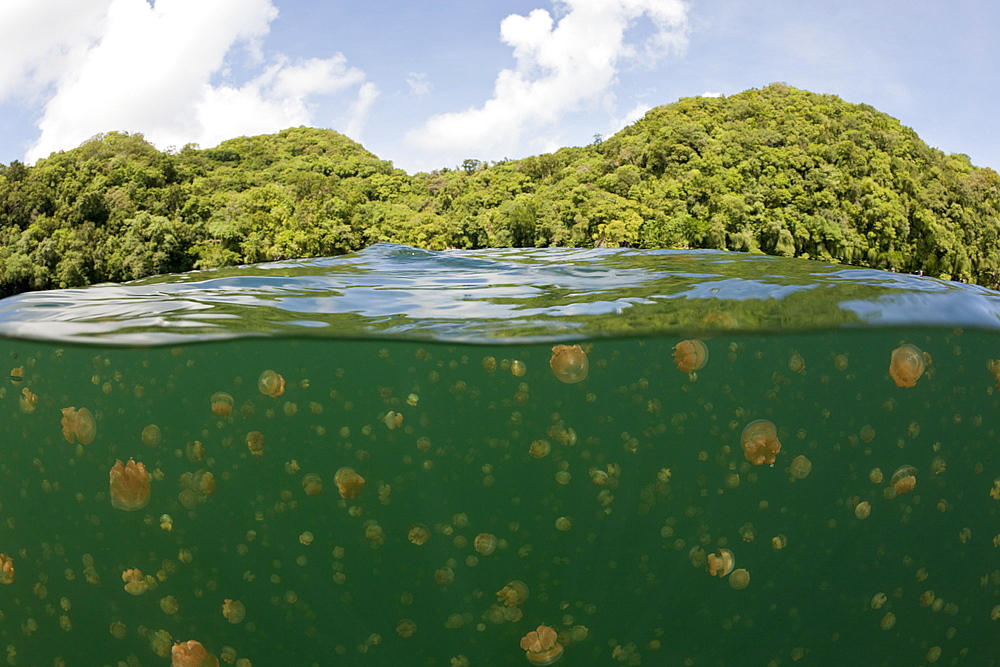 Jellyfishes in Marine Lake, Mastigias papua etpisonii, Jellyfish Lake, Micronesia, Palau