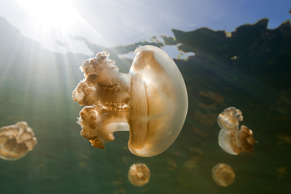 Mastigias Jellyfish, Mastigias papua etpisonii, Jellyfish Lake, Micronesia, Palau