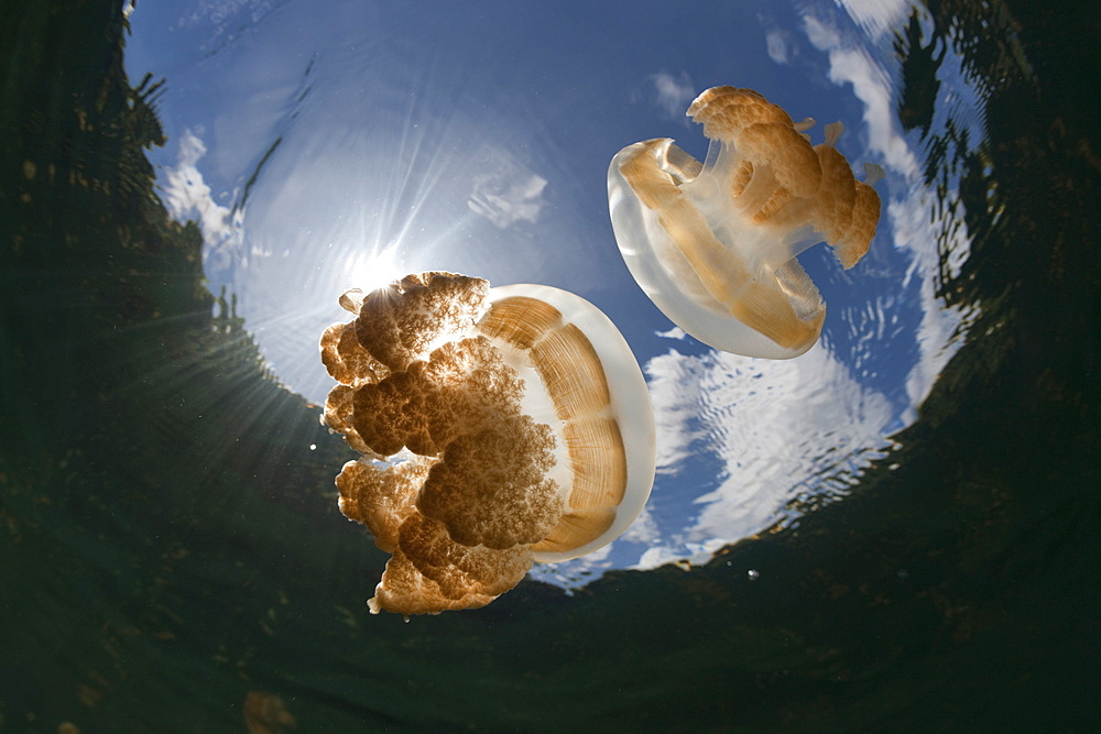 Mastigias Jellyfish, Mastigias papua etpisonii, Jellyfish Lake, Micronesia, Palau