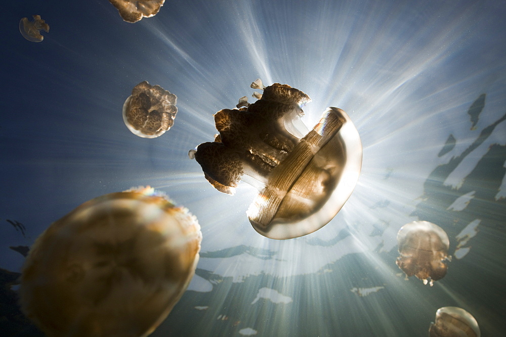 Mastigias Jellyfish, Mastigias papua etpisonii, Jellyfish Lake, Micronesia, Palau