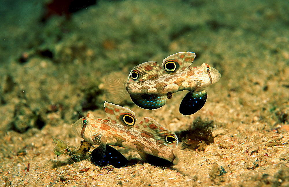 Two Crab-eye goby, Signigobius biocellatus, Papua New Guinea, Neu Britannien, New Britain