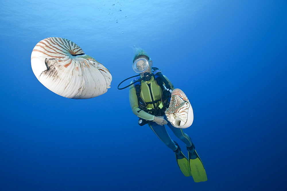 Diver and two Chambered Nautilus, Nautilus belauensis, Micronesia, Palau