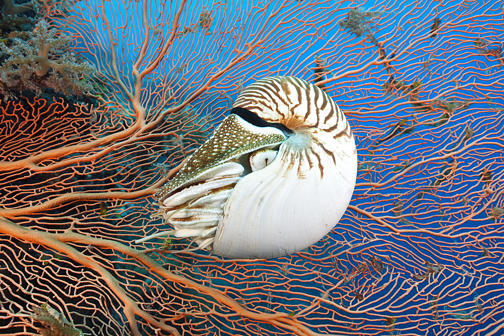 Chambered Nautilus, Nautilus belauensis, Micronesia, Palau