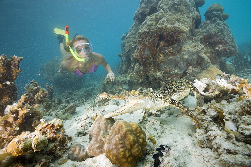 Skin Diver meets Saltwater Crocodile, Crocodylus porosus, Micronesia, Palau