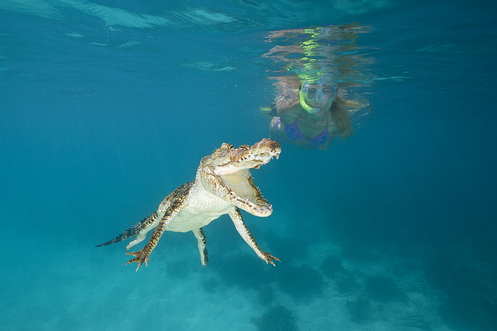 Skin Diver meets Saltwater Crocodile, Crocodylus porosus, Micronesia, Palau