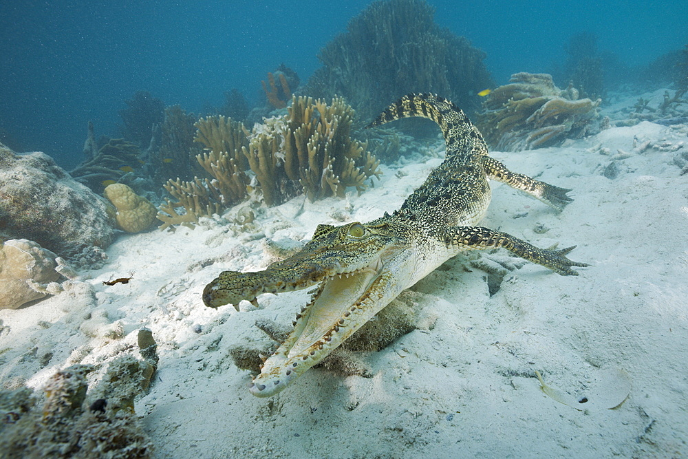 Saltwater Crocodile, Crocodylus porosus, Micronesia, Palau