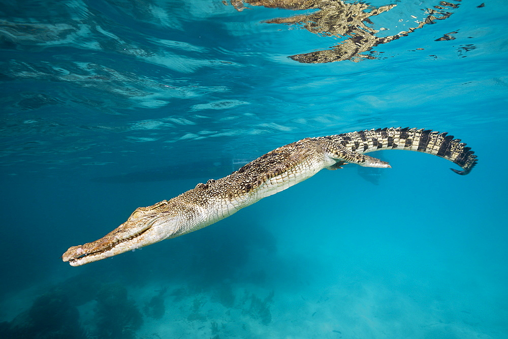 Saltwater Crocodile, Crocodylus porosus, Micronesia, Palau