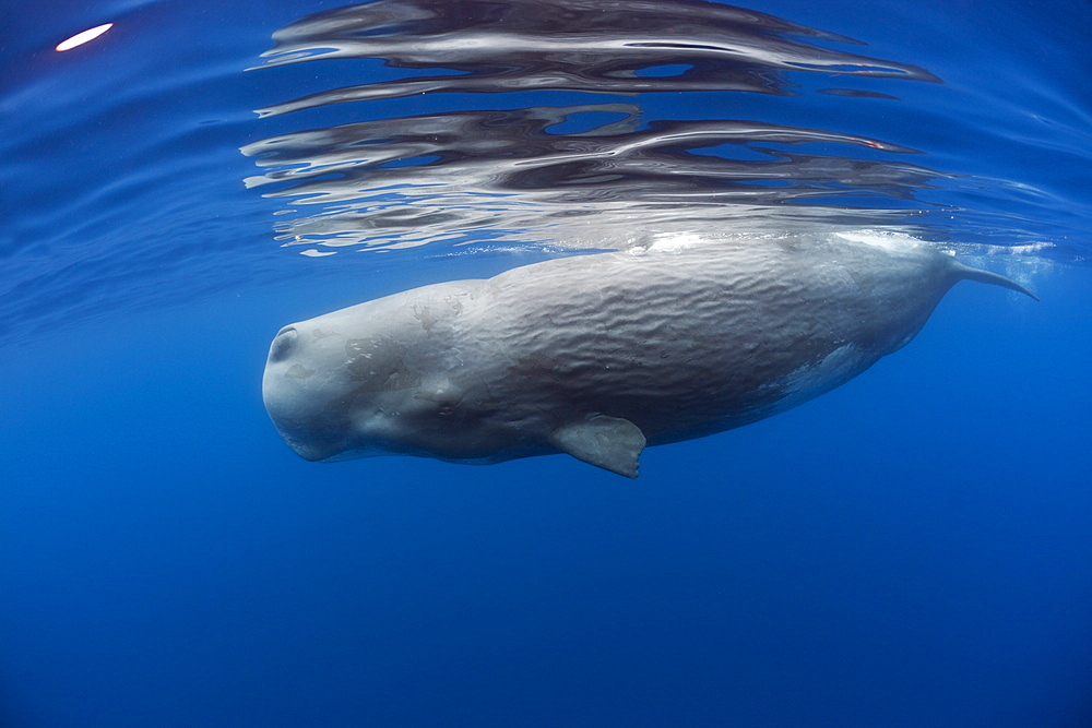 Sperm Whale, Physeter catodon, Lesser Antilles, Caribbean, Dominica