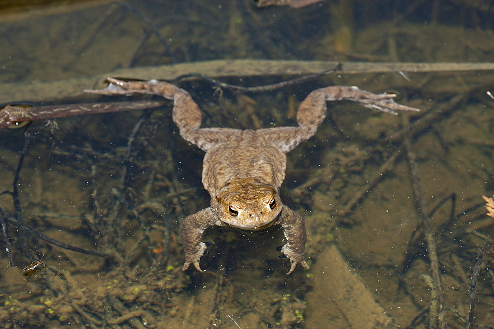 Toad in Biotope, Bufo bufo, Munich, Bavaria, Germany