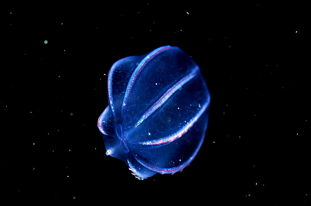 Jellyfish, Ctenphora, Norway, Atlantic ocean, north atlantic ocean