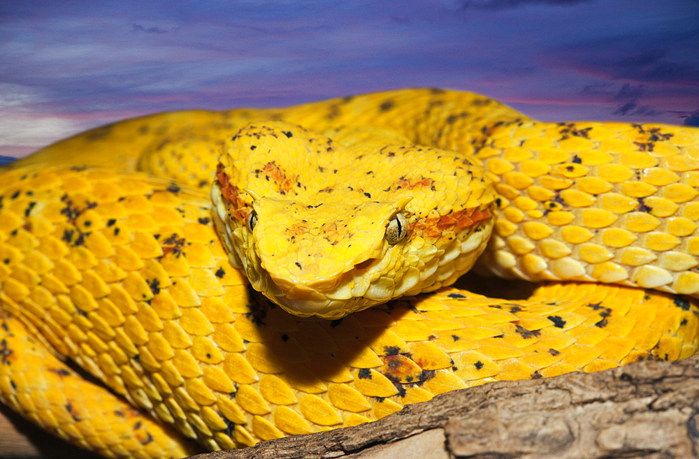 Schlegels Pit Viper, Bothriechis schlegelii, Mexico