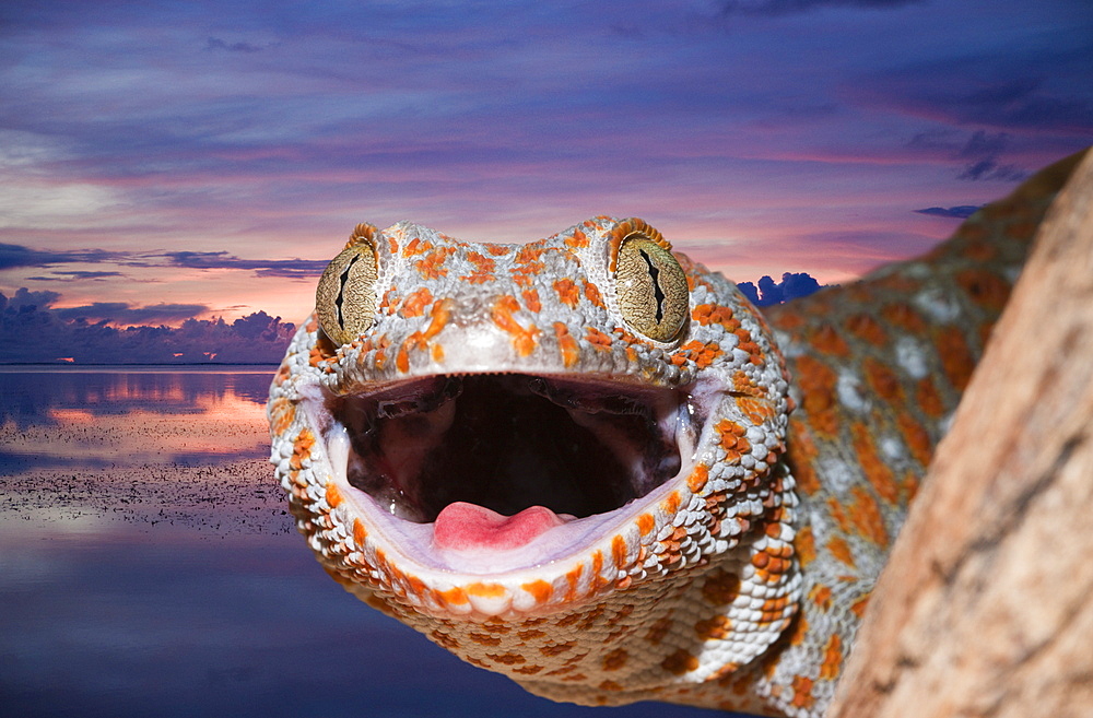 Tokay Gecko, Gekko gecko, West Papua, Misool, Indonesia