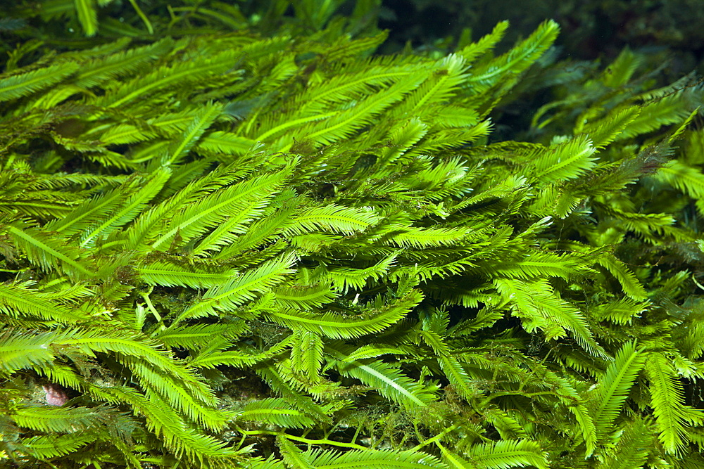 Killer Algae Caulerpa, Caulerpa, Mediterranean Sea, France