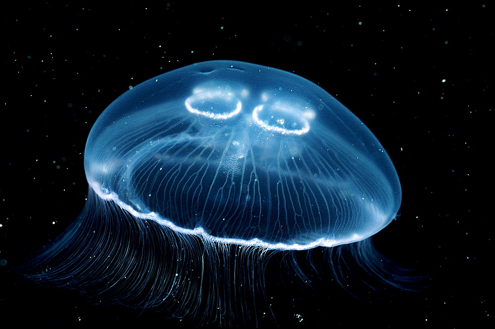 Moon Jellyfish, Aurelia aurita, Norway, Atlantic ocean, north atlantic ocean