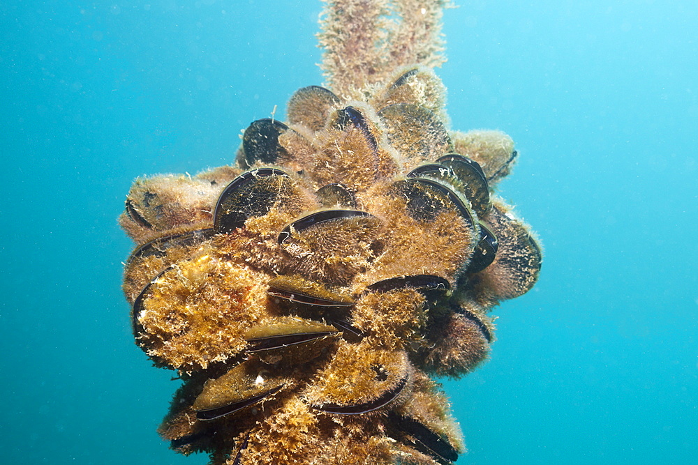 Blue Mussels, Mytilus edulis, Istria, Adriatic Sea, Croatia