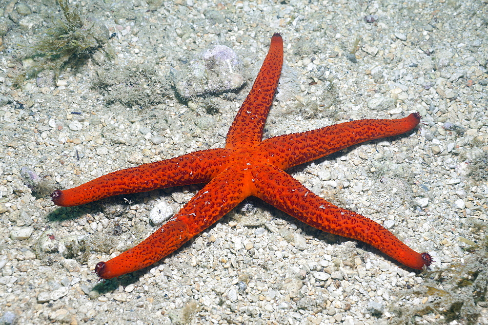 Red Starfish, Echinaster sepositus, Istria, Adriatic Sea, Croatia