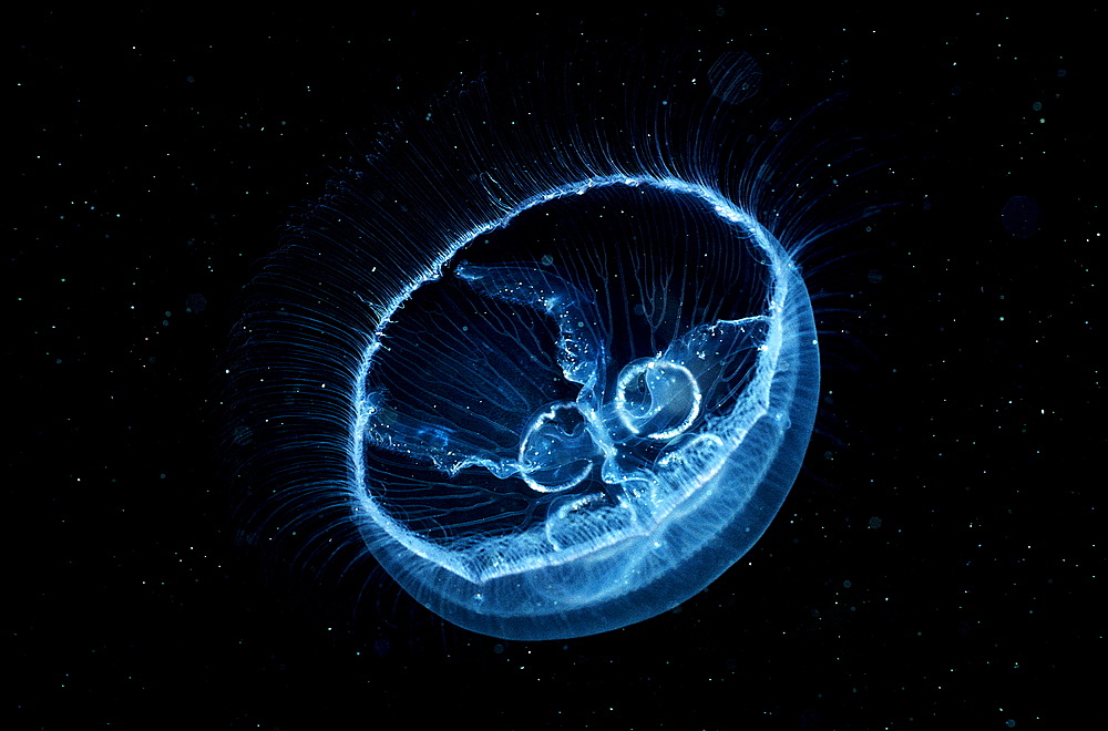 Moon Jellyfish, Aurelia aurita, Norway, Atlantic ocean, north atlantic ocean