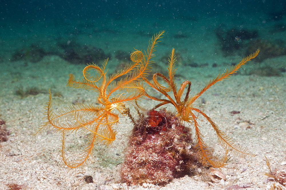 Yellow Crinoid, Antedon mediterranea, Istria, Adriatic Sea, Croatia