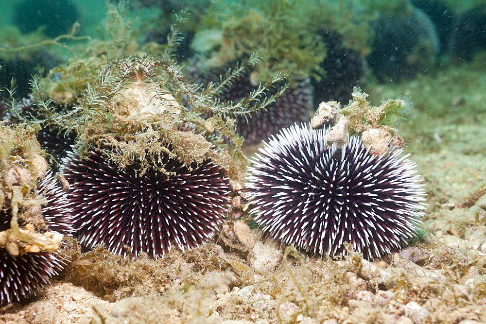 Violet Sea Urchin, Sphaerechinus granularis, Istria, Adriatic Sea, Croatia