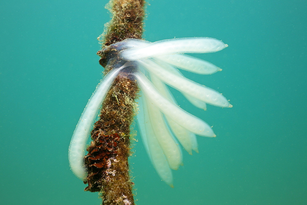 Eggmass of Squid attached on Rope, Istria, Adriatic Sea, Croatia