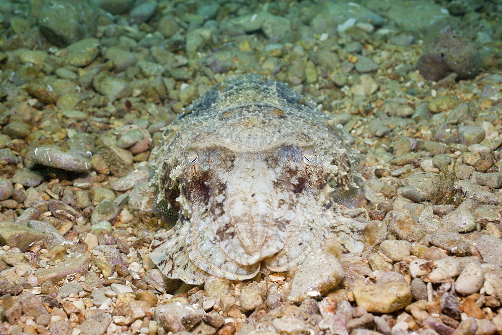 Common Cuttlefish, Sepia officinalis, Istria, Adriatic Sea, Croatia